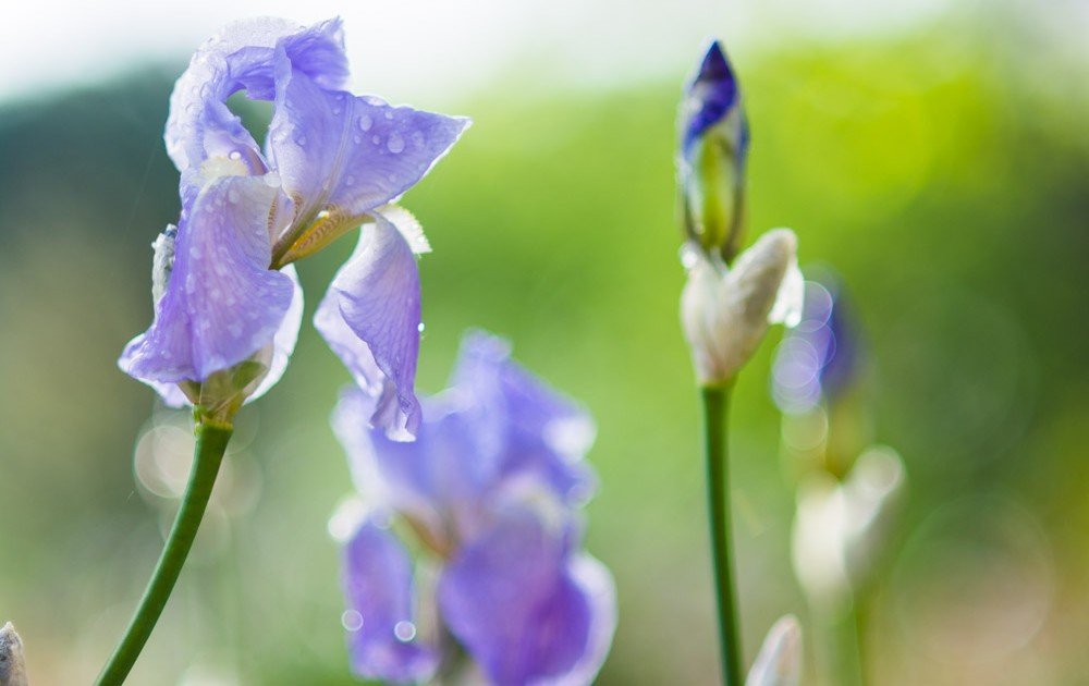 Proxy Macro Photographie Fleur de Jardin - Verdure - Iris - Fucshia