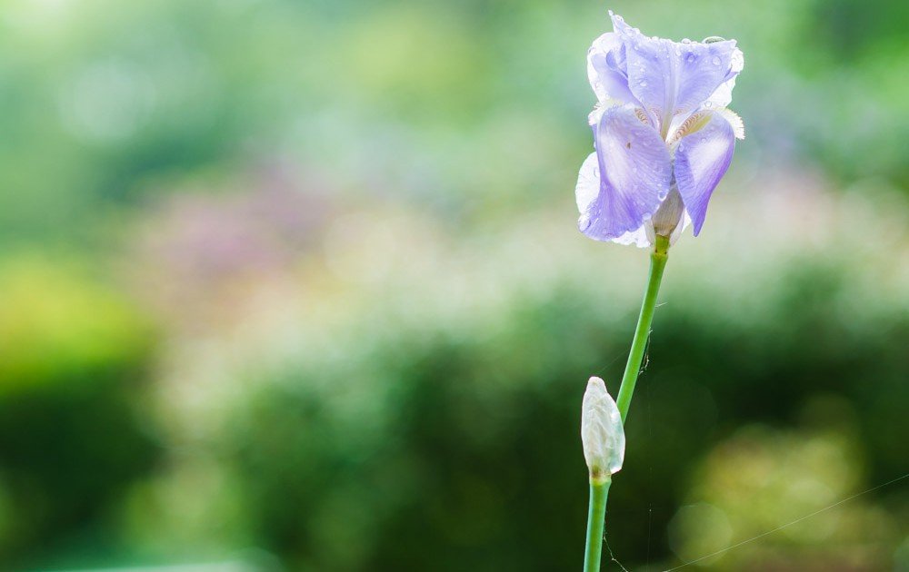 Proxy Macro Photographie Fleur de Jardin - Verdure - Iris - Fucshia