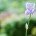 Proxy Macro Photographie Fleur de Jardin - Verdure - Iris - Fucshia