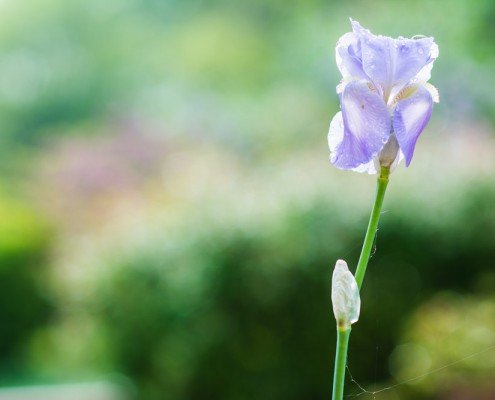 Proxy Macro Photographie Fleur de Jardin - Verdure - Iris - Fucshia