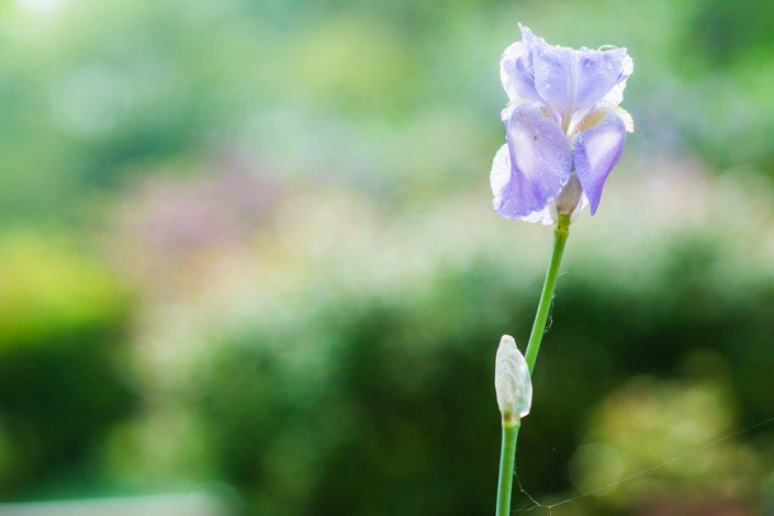 Proxy Macro Photographie Fleur de Jardin - Verdure - Iris - Fucshia
