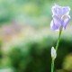 Proxy Macro Photographie Fleur de Jardin - Verdure - Iris - Fucshia