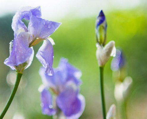 Proxy Macro Photographie Fleur de Jardin - Verdure - Iris - Fucshia