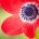 Proxy Macrophotographie - Fleur Moucheron Coquelicot - Laurent Jammes Photographe Toulouse