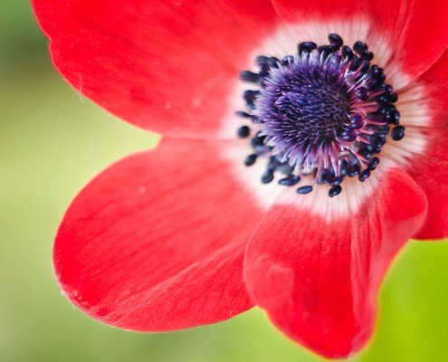 Proxy Macrophotographie - Fleur Moucheron Coquelicot - Laurent Jammes Photographe Toulouse