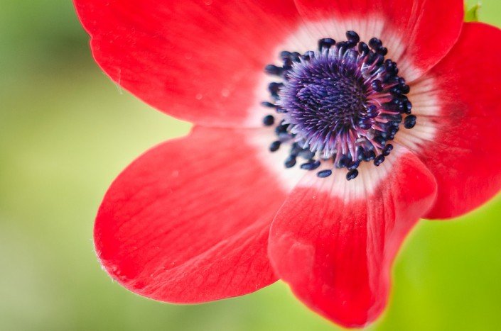 Proxy Macrophotographie - Fleur Moucheron Coquelicot - Laurent Jammes Photographe Toulouse