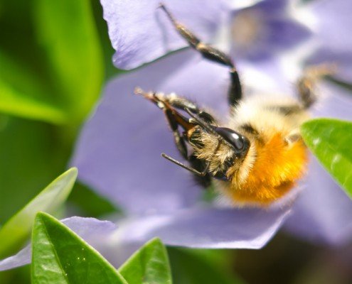 Proxy Macrophotographie - Fleur Moucheron Coquelicot - Laurent Jammes Photographe Toulouse