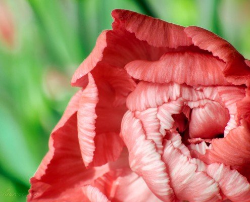 Proxy Macrophotographie - Fleur Moucheron Coquelicot - Laurent Jammes Photographe Toulouse